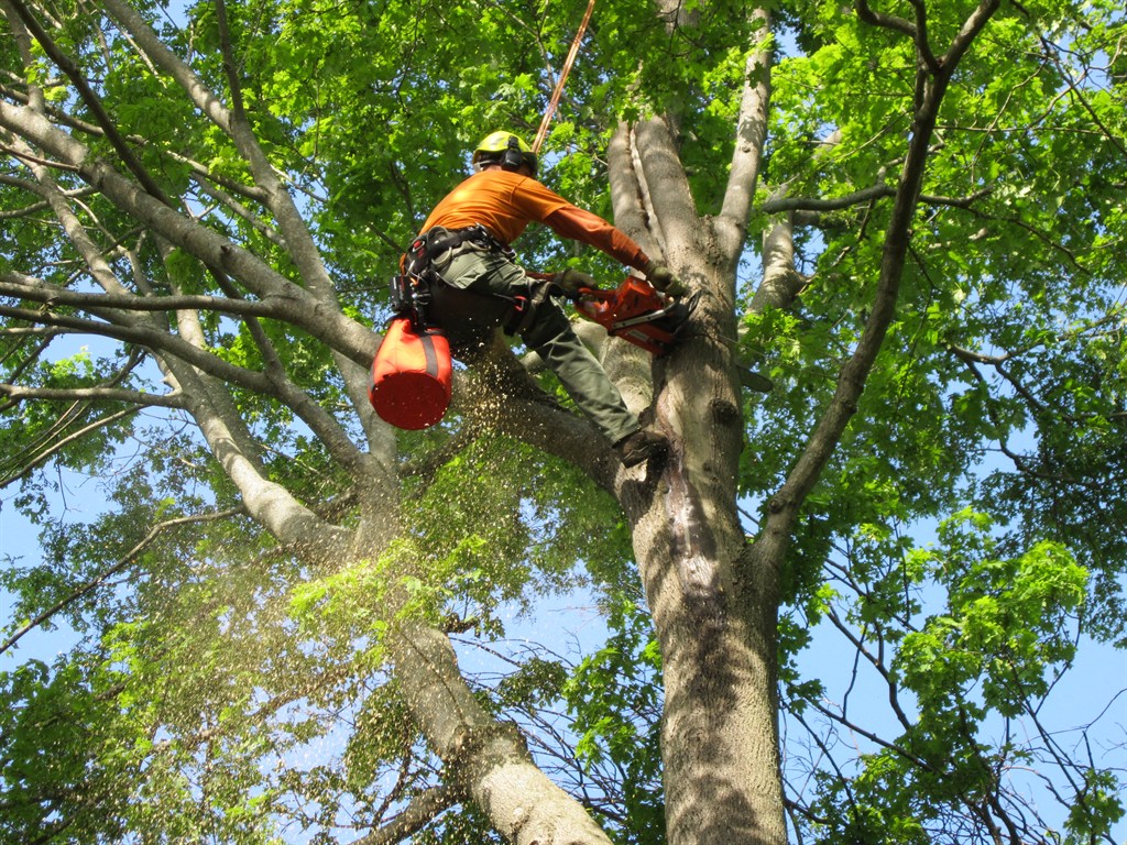 How to Handle Emergency Tree Removal Situations