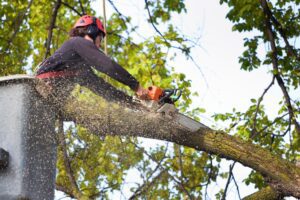 arborist-services-in-idaho